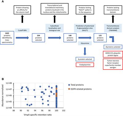 A knockdown gene approach identifies an insect vector membrane protein with leucin-rich repeats as one of the receptors for the VmpA adhesin of flavescence dorée phytoplasma